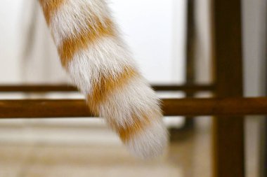 Kedi kuyruğu. Sandalyede oturan kızıl beyaz kedi. Mutlu evcil hayvanlar evde dinleniyor..