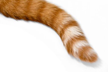 Kızıl kedi kuyruğu. Evde yerde yatan bir kedi. Evde oturan mutlu tekir kedi.