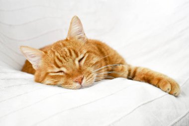 Kızıl kedi evdeki kanepede uyuyor. Mutlu tekir kedi evde dinleniyor..