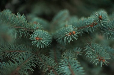 Spruce dalları, Noel ağacı, ladin dalları.