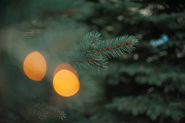Ramas de abeto, árbol de Navidad, ramas de abeto de cerca —  Fotos de Stock