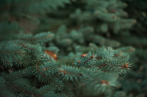 Fichtenzweige, Weihnachtsbaum, Fichtenzweige aus nächster Nähe — Stockfoto