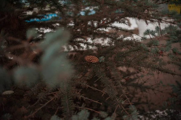 Ramas de abeto, árbol de Navidad, ramas de abeto de cerca — Foto de Stock