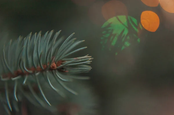 Ramas de abeto, árbol de Navidad, ramas de abeto de cerca — Foto de Stock