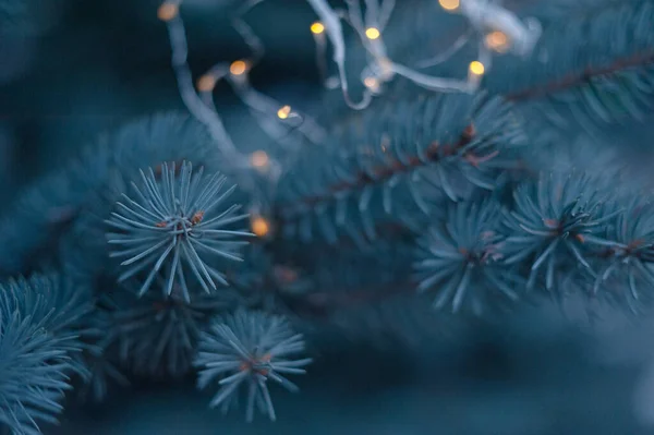 Ramos de abeto, árvore de Natal, ramos de abeto close-up — Fotografia de Stock