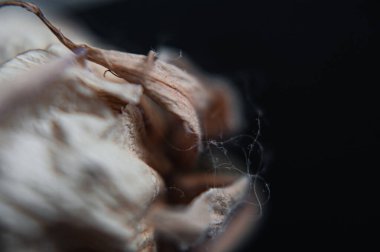 Hafif arka planda solmuş güller. Pembe bardakta kurumuş güller.