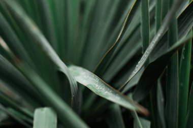 Yağmurdan sonra su damlalarındaki yeşil yukka yaprakları. Yağmurdan sonra palmiye ağacı. Seçici odaklanma. Yüksek kalite fotoğraf