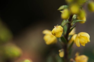 Yeşil tomurcuk sarı renkli dal ve yağmurdan sonra su damlacıkları. Yüksek kalite fotoğraf
