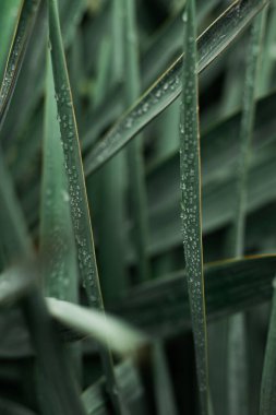 Yağmurdan sonra su damlalarındaki yeşil yukka yaprakları. Yağmurdan sonra palmiye ağacı. Seçici odaklanma. Yüksek kalite fotoğraf
