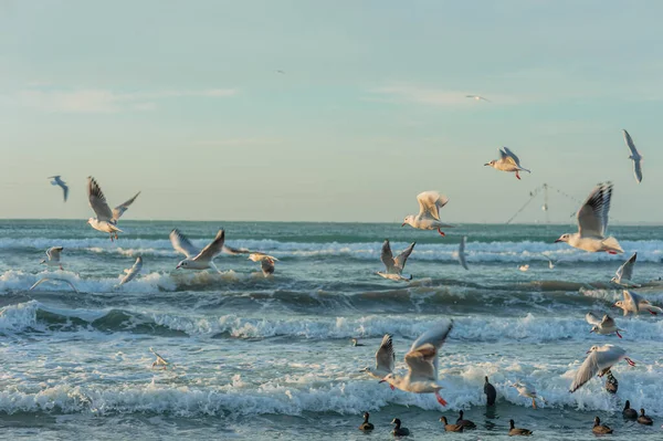 Altın saat boyunca deniz manzarası. Yüksek kalite fotoğraf