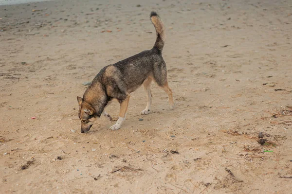 the dog walks alone along the seashore. High quality photo