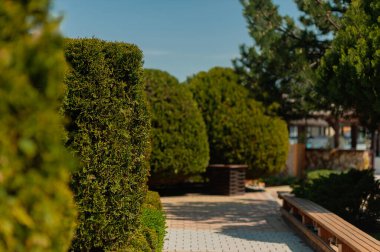 Testis taşı. Kesilmiş yeşil çalılar. Yaz. Kesilmiş çalılar sokağı