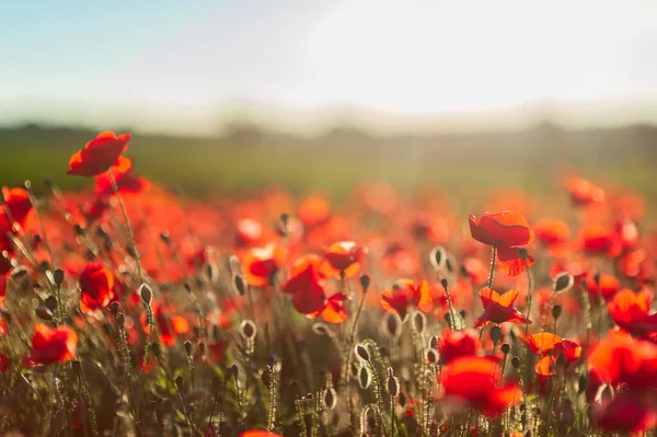 The southern sun illuminates the fields of red garden poppies. The concept of rural and recreational tourism. Poppy fields at golden hour — Stockfoto