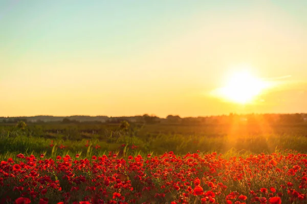 The southern sun illuminates the fields of red garden poppies. The concept of rural and recreational tourism. Poppy fields at golden hour — Stockfoto