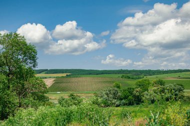 field with even rows of vineyards. view from afar