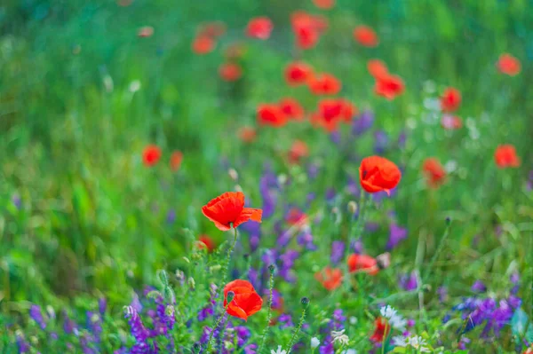 Vicia cracca. Erbsen und Mohnfeld — Stockfoto