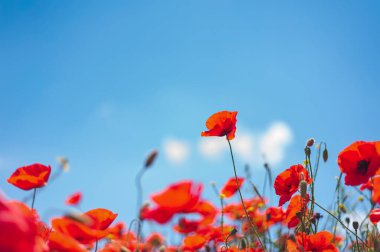 Güney güneşi kırmızı bahçe gelinciklerinin tarlalarını aydınlatır. Kırsal turizm kavramı. Haşhaş alanları