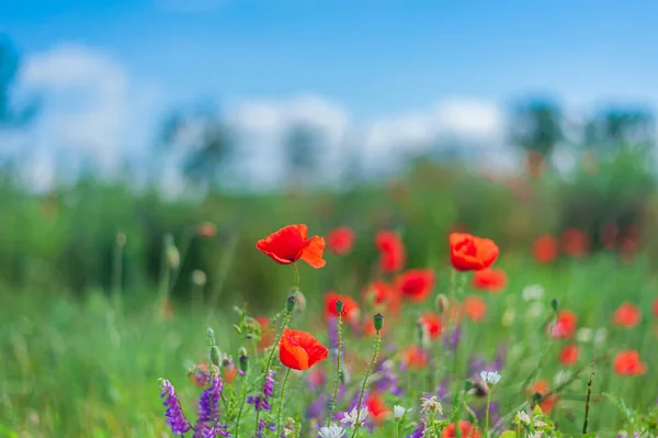 Vicia cracca. Fare bezelyeleri ve haşhaş tarlası — Stok fotoğraf