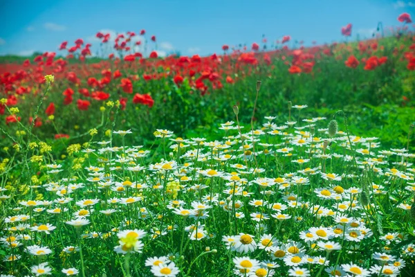 Stora buskar av prästkragar i en vallmo fält vid middagstid i den ljusa solen — Stockfoto