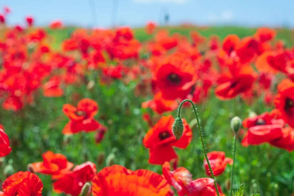 Blühende Mohnknospe in einem Mohnfeld am Mittag — Stockfoto