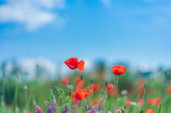 Vicia cracca. muizenerwten en papaverveld Stockfoto