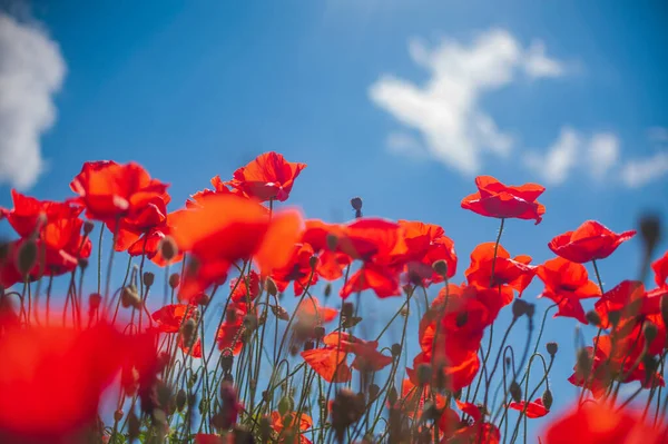 Die südliche Sonne erhellt die Felder der roten Gartenmohnblumen. Das Konzept des ländlichen Tourismus. Mohnfelder — Stockfoto