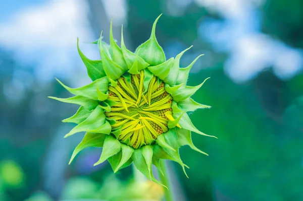 Small, blossoming sunflower flower close up. floral background — 스톡 사진
