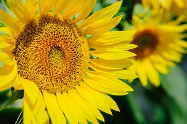 Ayçiçeği tarlası kapanıyor. Çiçek arkaplanı