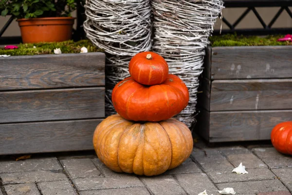 Autumn Decor Natural Straw Bale Pumpkins Flowers — Stock Photo, Image