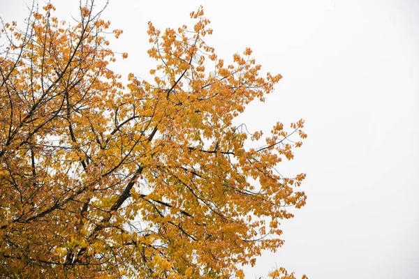 Autumn Leaves Sky — Stock Photo, Image