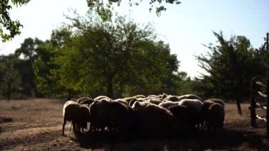 Koyun sürüsü tarlada.