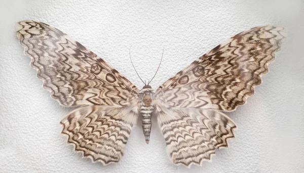 Verzameling Van Herbarium Vlinders Een Witte Achtergrond Frame — Stockfoto