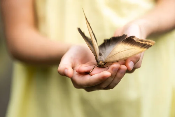 Linda Niña Sosteniendo Hermosa Mariposa Viva Mano — Foto de Stock