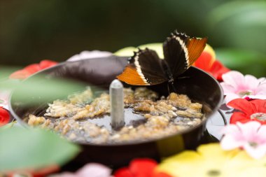 Kelebek, bir seradaki yemliğe tırmanıyor.