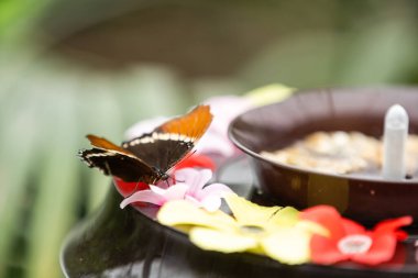 Kelebek, bir seradaki yemliğe tırmanıyor.