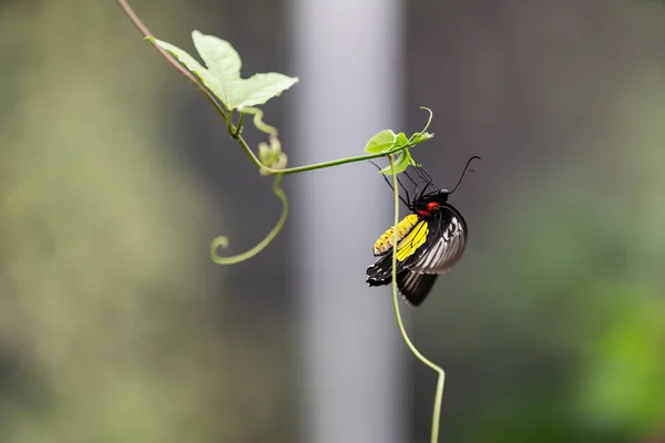 Бабочка Ветке Теплице — стоковое фото