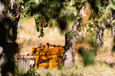 elma hasatı, kırmızı elma, elma