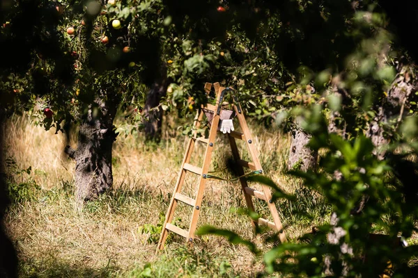 Reife Äpfel Kisten Und Auf Bäumen Obstgarten — Stockfoto