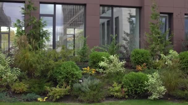 美丽的观赏草本灌木和植物在坚固的郁郁葱葱的花园里 水井绿场区 — 图库视频影像