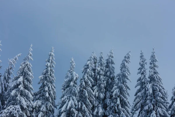 Peisaj Frumos Iarnă Copaci Acoperiți Zăpadă — Fotografie, imagine de stoc