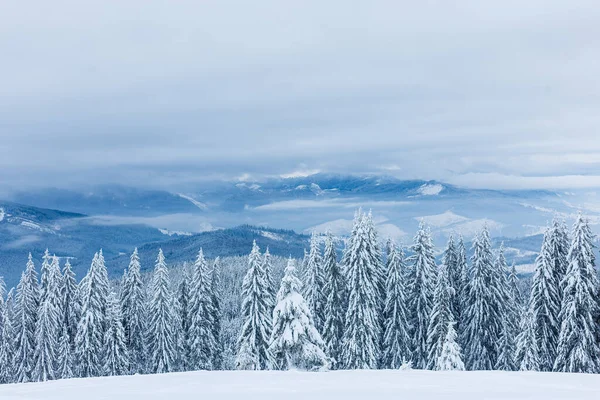 Copaci Iarnă Munți Acoperiți Zăpadă Proaspătă — Fotografie, imagine de stoc