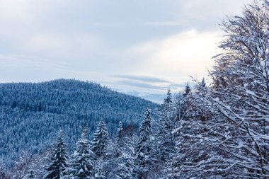 Karla kaplı ağaçlarla kaplı güzel kış manzarası