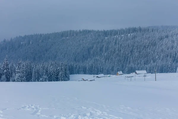 Peisaj Frumos Iarnă Copaci Acoperiți Zăpadă — Fotografie, imagine de stoc