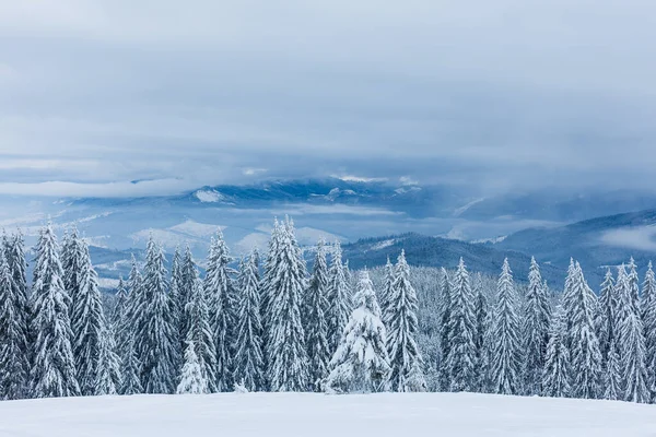 Árboles Invierno Montañas Cubiertas Nieve Fresca —  Fotos de Stock