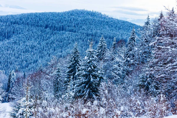 Copaci Iarnă Munți Acoperiți Zăpadă Proaspătă — Fotografie, imagine de stoc