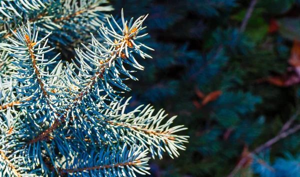 Närbild Festligt Inredda Utomhus Julgran Med Ljusa Röda Bollar Suddig — Stockfoto