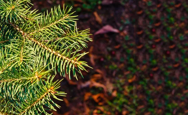 Neşeli Açık Hava Noel Ağacı Nın Yakın Çekimleri Peri Arka — Stok fotoğraf