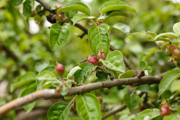 Piccole Mele Giovani Che Crescono Albero — Foto Stock