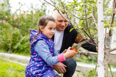 Güzel torun yaşlı, nazik büyükbabasını ziyaret ediyor..