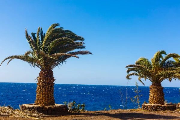 大西洋野生海岸 Tenerife 加那利群岛 西班牙 — 图库照片
